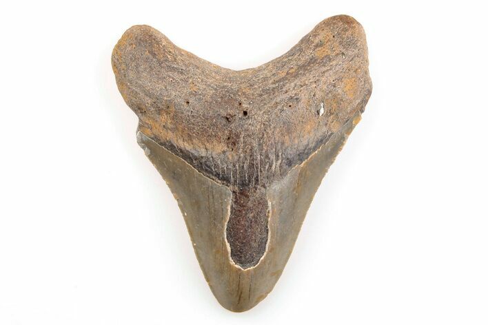Bargain, 3.17" Fossil Megalodon Tooth - North Carolina